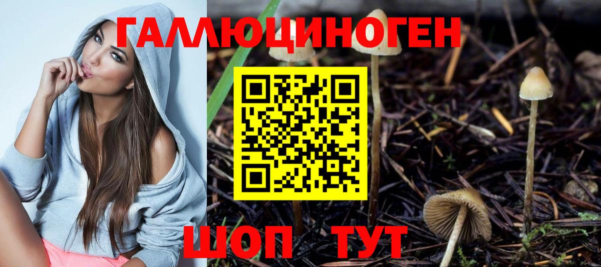 Грозный  Псилоцибиновые грибы Psilocybe  Вход с VPN 
